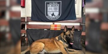 Canil do 5º Baep apreende droga e dinheiro após roubo de carga em Carapicuíba