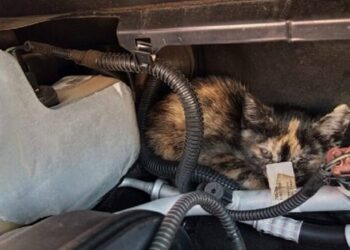 frio:-ong-alerta-para-cuidados-com-gatos-que-se-escondem-em-motor-de-carro