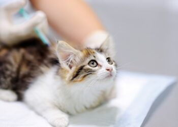 caucaia-do-alto-recebe-vacinacao-contra-raiva-nesta-sexta