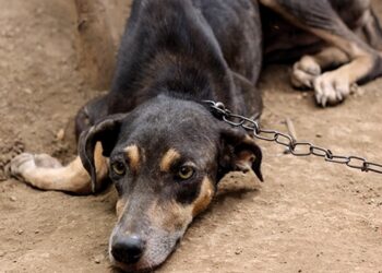 abril-laranja:-um-grito-de-compaixao-pelos-nossos-irmaos-animais