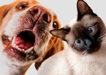 calor-nas-alturas:-saiba-como-cuidar-dos-bichos-de-estimacao-no-verao