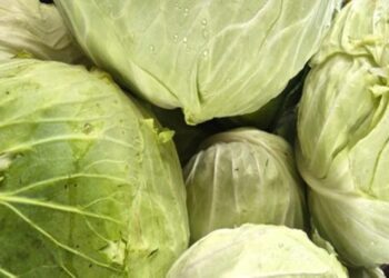 cotia-vende-mais-de-1-tonelada-de-repolho-liso-para-a-ceagesp-ao-ano