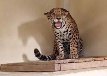 onca-pintada-nascida-em-cotia-e-a-mais-nova-integrante-do-zoologico-de-bh