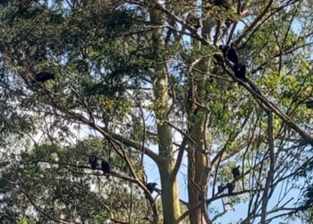 IMAGENS FORTES: Pedaços de animal morto são encontrados em rua de Cotia