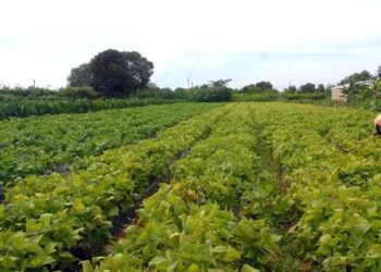 Projeto de “Ceagesp” cotiano será apresentado em Fórum na região