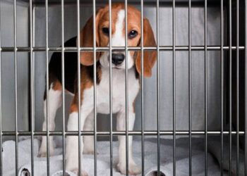 lei-que-proibe-testes-de-cosmeticos-em-animais-ja-esta-em-vigor