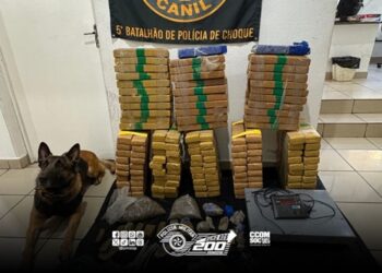 cao-da-pm-localiza-mais-de-170-kg-de-maconha-em-favela-da-regiao