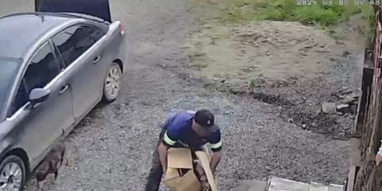 Vídeo flagra abandono de cachorra com 5 filhotes em ONG lotada de São Francisco do Sul