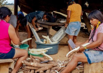Documentário filmado em Vilhena retrata produção da chicha e do beiju entre os Nambiquaras