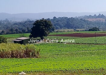 implantacao-do-‘ceagesp’-regional-de-cotia-tem-novidades