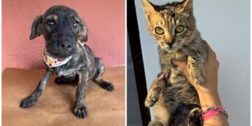 Jardim Sabiá recebe feira de adoção de cães e gatos neste sábado