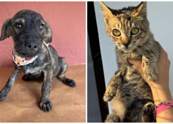 jardim-sabia-recebe-mais-uma-feira-de-adocao-de-caes-e-gatos
