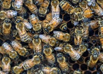 cresce-numero-de-acidentes-e-mortes-por-picadas-de-abelhas-no-br