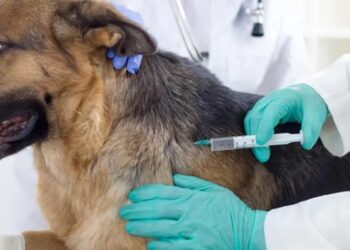 jardim-sabia-recebe-vacinacao-contra-raiva-nesta-sexta