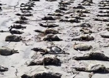 mais-de-800-pinguins-sao-encontrados-mortos-no-litoral-de-sp