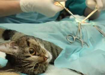 Donos de bichos de Vargem Grande podem fazer inscrição para mutirão de castração