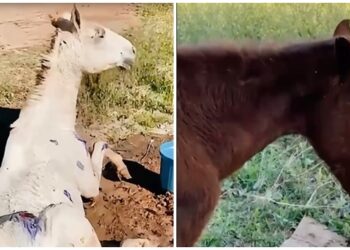 Dois cavalos vítimas de maus tratos são resgatados em Vargem Grande