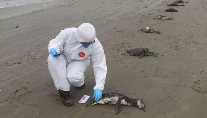 Encalhe e morte de 135 pinguins na Baixada Santista em oito dias pode ter ligação com a frente fria
