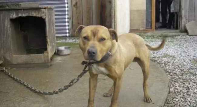 Tarcísio sanciona lei que proíbe manter animais em correntes em SP