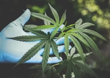 Anvisa avança na regulamentação do cultivo de Cannabis para uso medicinal