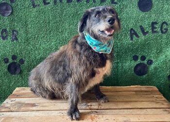 jardim-sabia-recebe-mais-uma-vez-a-feira-de-adocao-de-caes