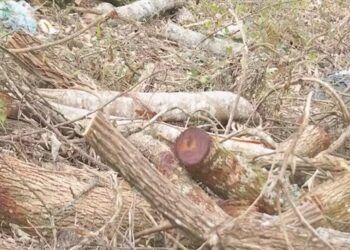 justica-suspende-construcao-de-loteamento-em-area-de-mata-atlantica-na-granja-viana