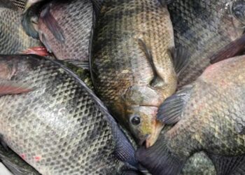 brasil-inclui-tilapia-em-lista-de-especies-invasoras