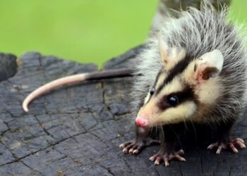 temporada-dos-gambas-exige-atencao-e-respeito-a-fauna