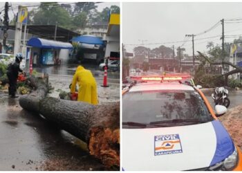 arvore-cai-e-interdita-avenida-na-granja-viana