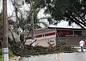 A lição da araucária: Uma árvore paralisou a Raposo Tavares. Onde falhou o planejamento urbano?
