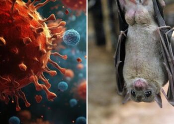 novo-coronavirus-e-detectado-em-morcegos-brasileiros