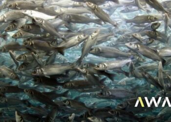 Invasão biológica: Península Ibérica é um dos principais pontos críticos do mundo