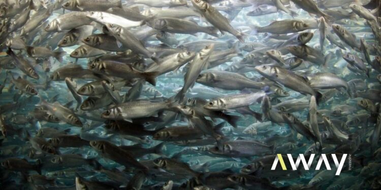 Invasão biológica: Península Ibérica é um dos principais pontos críticos do mundo