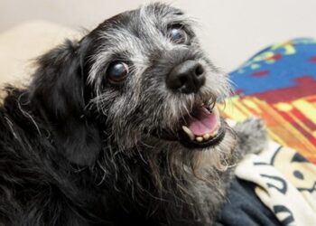 pioneiro,-sp-avanca-na-proibicao-de-teste-em-animais