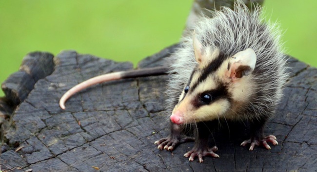 Temporada dos gambás exige atenção e respeito à fauna