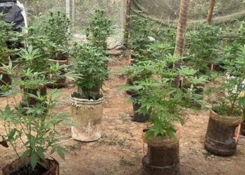 pm-ambiental-encontra-plantacao-de-maconha-em-cidade-da-regiao