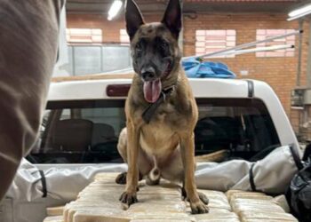 O cachorro que ajudou a PF a derrubar império da cocaína em Blumenau