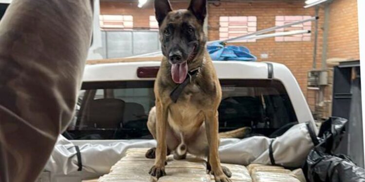 O cachorro que ajudou a PF a derrubar império da cocaína em Blumenau