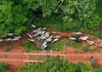 Ibama diz que vaqueiro foi alvo de emboscada na TI Apyterewa