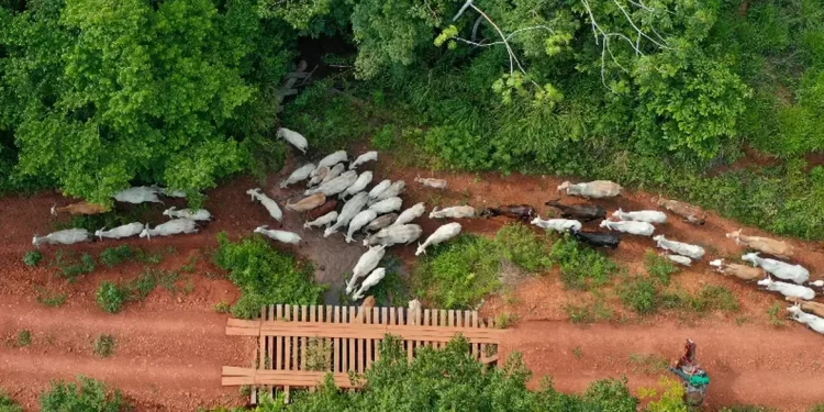 Ibama diz que vaqueiro foi alvo de emboscada na TI Apyterewa