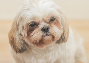 sp-aprova-projeto-que-autoriza-sepultamento-de-bichos-em-jazigos-da-familia