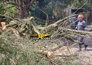 Com ventos fortes em Cotia, dezenas de árvores caem e Defesa Civil aciona equipes de emergência