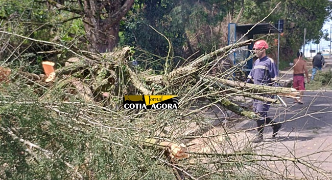 Com ventos fortes em Cotia, dezenas de árvores caem e Defesa Civil aciona equipes de emergência