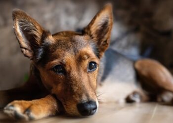 veterinarios-alertam-para-cuidados-com-bichos-durante-fogos-no-fim-de-ano