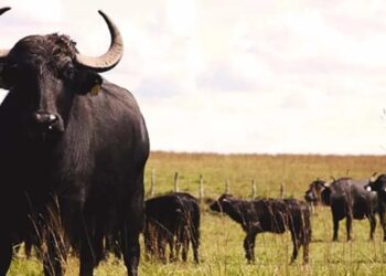 governo-quer-abater-5-mil-bufalos-invasores-na-amazonia