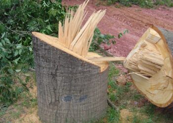 Lei autoriza poda de árvore por profissional em caso de omissão do poder público