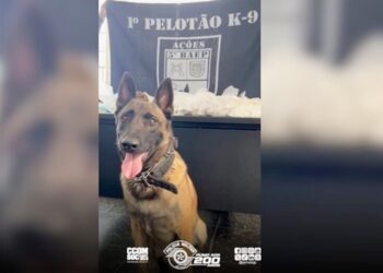 embu-das-artes:-policia-militar-apreende-quase-12-quilos-de-drogas