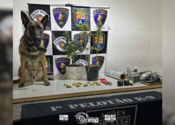 canil-do-5o-baep-apreende-estufa-de-drogas-durante-acao-em-itapevi
