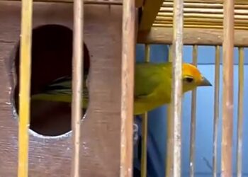Mais de 80 aves silvestres são apreendidas em rinha de canários em Cotia