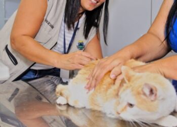 cotia-abre-inscricoes-para-vacinacao-de-caes-e-gatos